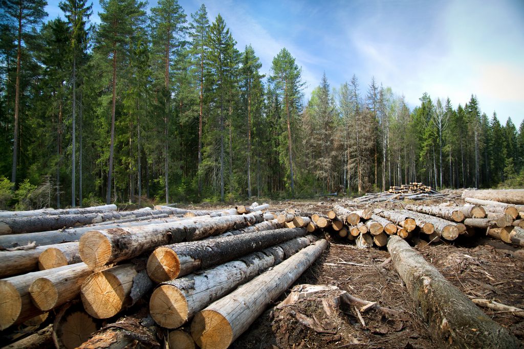 timber sales surety bonds